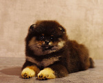 Собаки в Солнечногорске: Продажа щенка  Мальчик, Бесплатно - фото 6