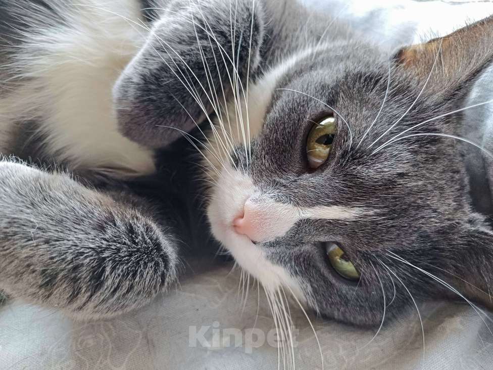 Кошки в Реутове: кошка в добрые руки Девочка, Бесплатно - фото 5