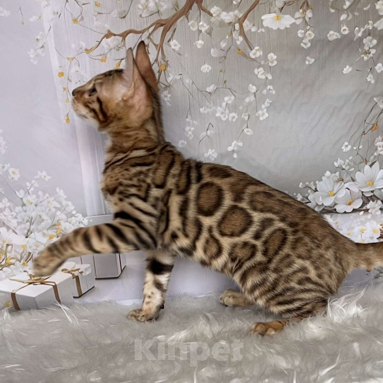 Кошки в Москве: Бенгальский котёнок  Мальчик, Бесплатно - фото 3