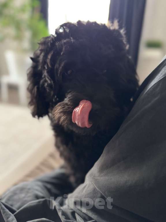 Собаки в Воронеже: Вязка Мальчик, Бесплатно - фото 2