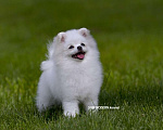 Собаки в Челябинске: Шпиц Померанский Белый Девочка, 75 000 руб. - фото 1