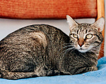 Кошки в Реутове: Роскошная кошка Марвина в добрые руки.  Девочка, Бесплатно - фото 5