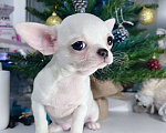 Собаки в Санкт-Петербурге: Чихуахуа белая девочка Девочка, 65 000 руб. - фото 3