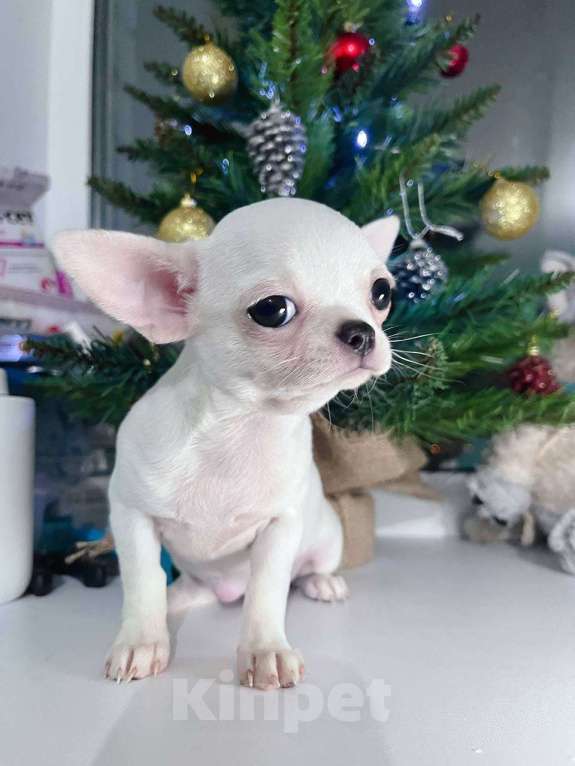Собаки в Санкт-Петербурге: Чихуахуа белая девочка Девочка, 65 000 руб. - фото 3