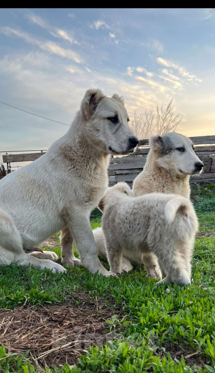 Собаки в Самаре: Щенок кобель САО на продажу Мальчик, 50 000 руб. - фото 2