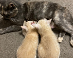 Кошки в Домодедово: Котята Мальчик, Бесплатно - фото 1