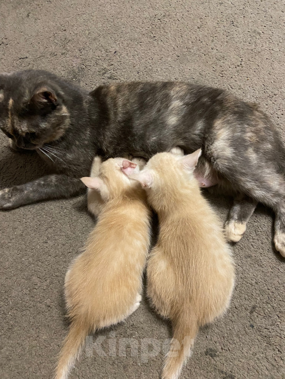 Кошки в Домодедово: Котята Мальчик, Бесплатно - фото 1