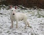 Собаки в других городах Московской области: Миниатюрный бультерьер Мальчик, Бесплатно - фото 2