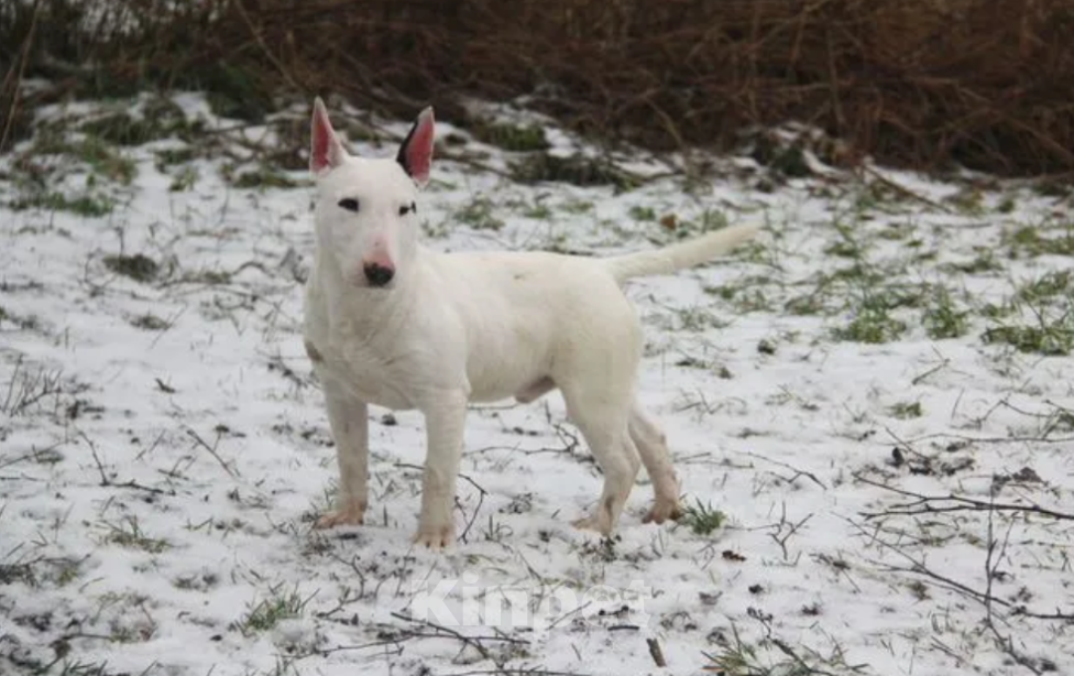 Собаки в других городах Московской области: Миниатюрный бультерьер Мальчик, Бесплатно - фото 2