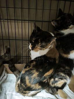 Трёхцветная кисуня 6 мес