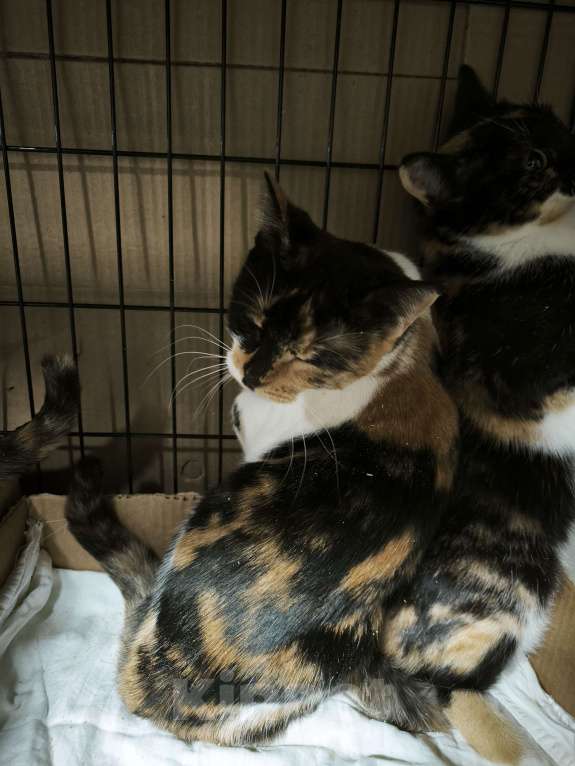 Кошки в Санкт-Петербурге: Ласковая трёхцветная кисуня 5 мес Девочка, Бесплатно - фото 5