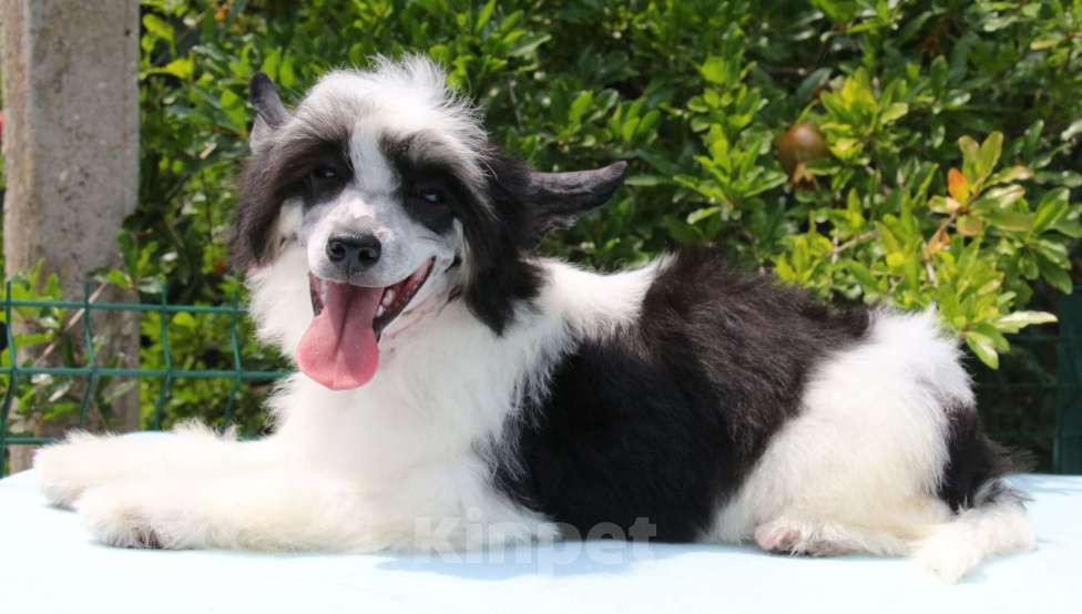 Собаки в Феодосии: Пуховый мальчик китайской хохлатой собачки Мальчик, Бесплатно - фото 3