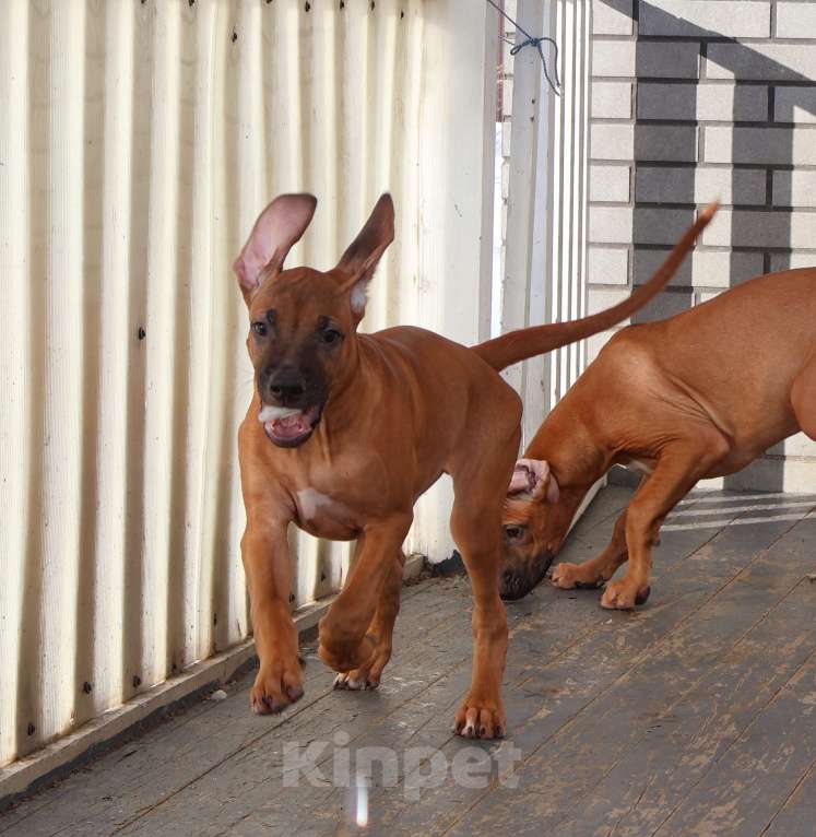 Собаки в Москве: Мальчик родезийского риджбека Мальчик, Бесплатно - фото 6