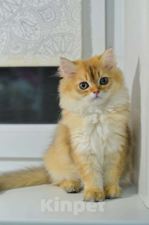 Кошки в Москве: Шотландские котята Разнополые, 12 000 руб. - фото 10