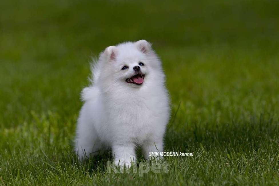 Собаки в Челябинске: Шпиц Померанский Белый Девочка, 75 000 руб. - фото 1
