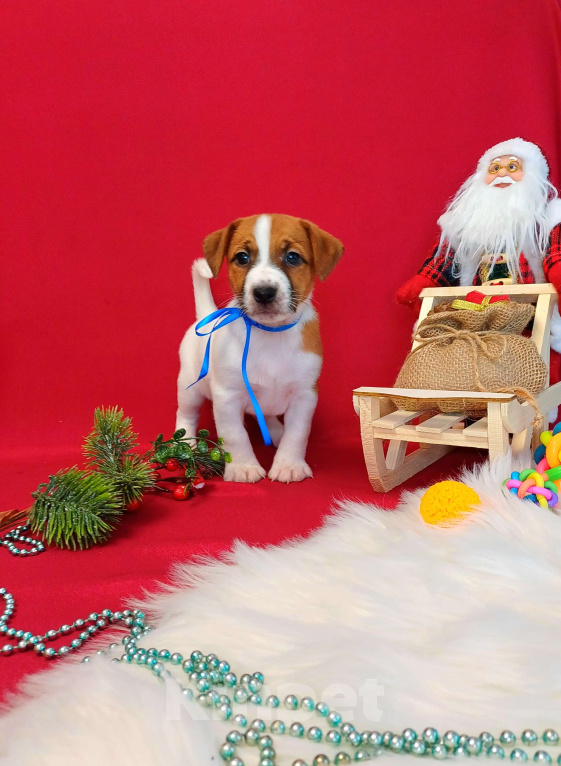 Собаки в Красноярске: Щенки Джек Рассел терьер мальчики и девочки  Мальчик, 35 000 руб. - фото 1