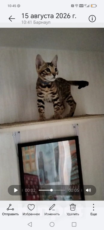 Кошки в Барнауле: Бенгальские котята Девочка, 9 000 руб. - фото 5