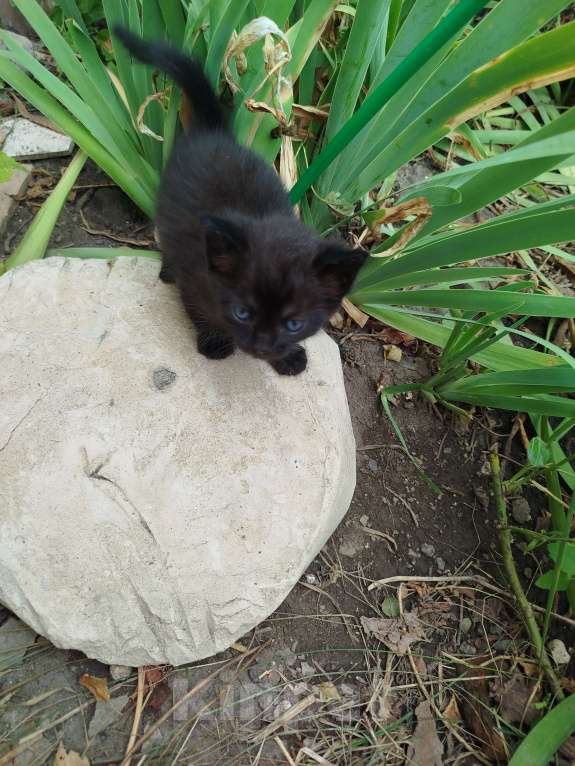 Кошки в Белгороде: Игривые крошки Мальчик, Бесплатно - фото 2