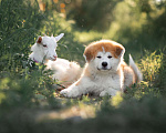 Собаки в Хабаровске: Продаю щенят породы Акита Ину Мальчик, 30 000 руб. - фото 4