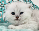 Кошки в Люберцах: Очаровательные малыши в серебристой шубке Мальчик, 35 000 руб. - фото 3