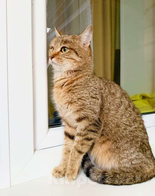 Кошки в Москве: Чудо-кошка полосатка Тиффани в добрые руки Девочка, Бесплатно - фото 2