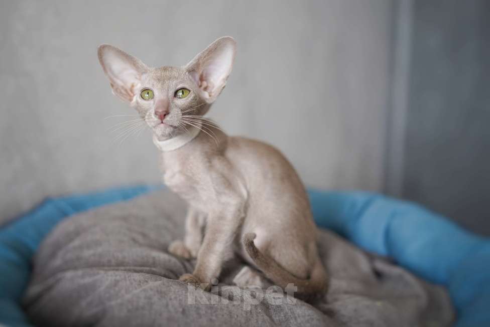 Кошки в Ростове-на-Дону: Ориентальная девочка лиловая Девочка, 60 000 руб. - фото 4