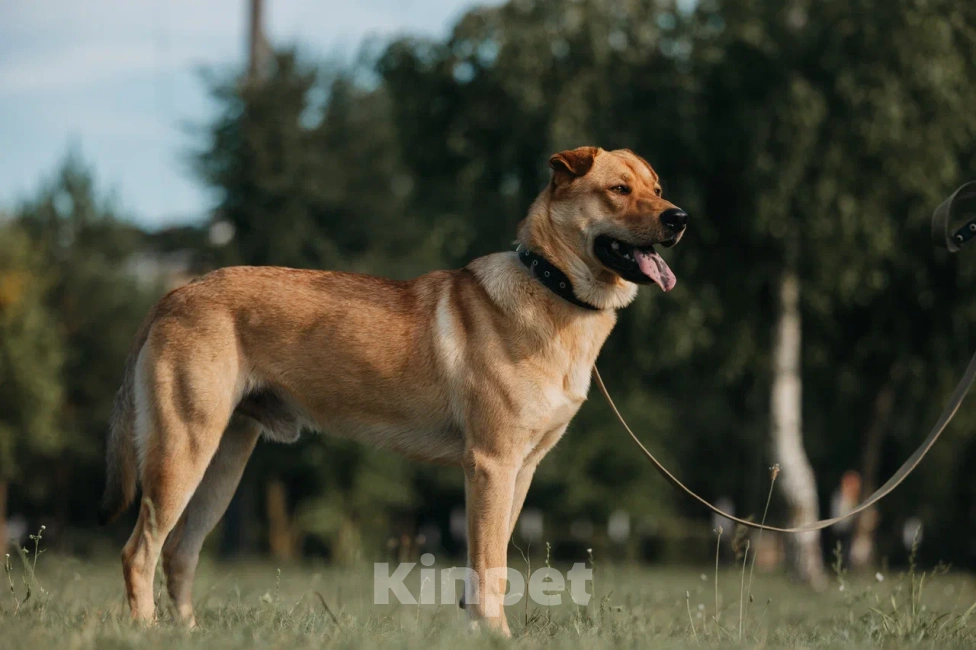 Собаки в Бору: Метис шарпея в добрые руки Мальчик, Бесплатно - фото 3