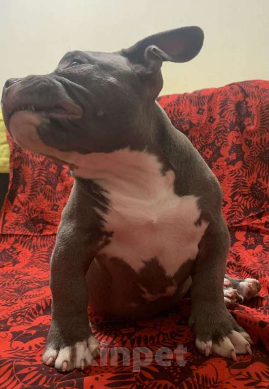 Собаки в Санкт-Петербурге: Микро булли Мальчик, 120 000 руб. - фото 3