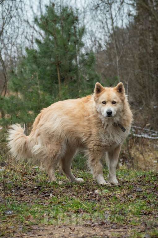 Собаки в Москве: Красавице Энжи очень нужен дом  Девочка, Бесплатно - фото 4