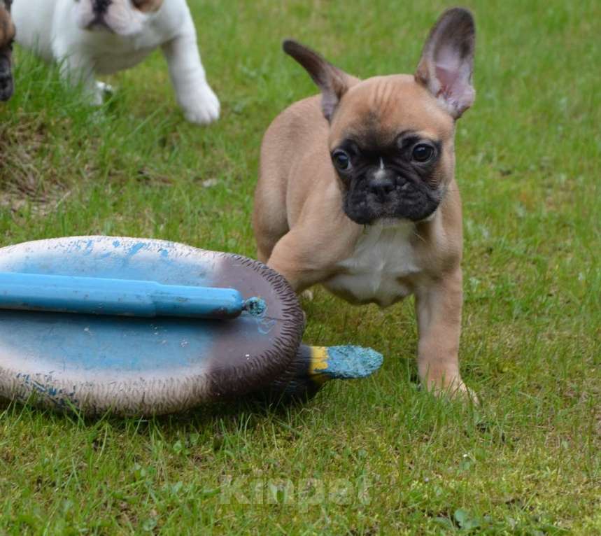 Собаки в Твери: Малышка французского бульдога Девочка, 35 000 руб. - фото 1