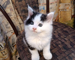 Кошки в других городах Новосибирской области: Котёнок Мейн-кун  Мальчик, 18 000 руб. - фото 3