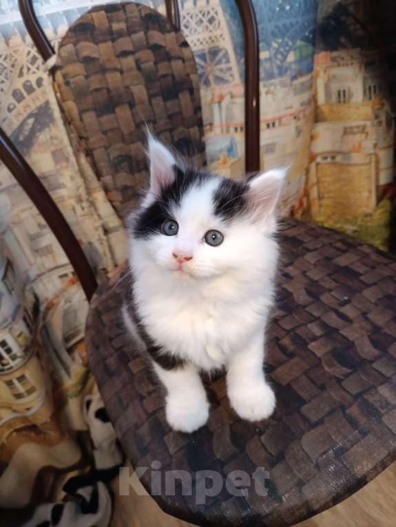 Кошки в других городах Новосибирской области: Котёнок Мейн-кун  Мальчик, 18 000 руб. - фото 3