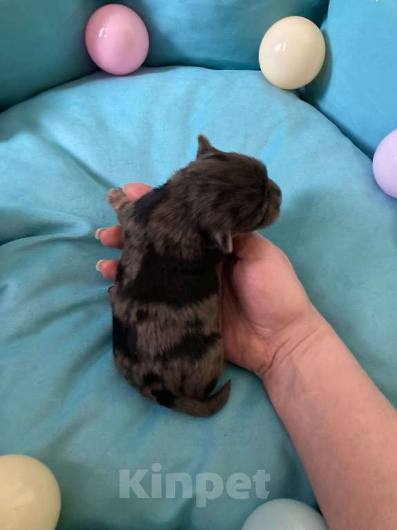 Собаки в Москве: Крупный мальчик йорк чёрный мрамор под резерв Мальчик, Бесплатно - фото 2