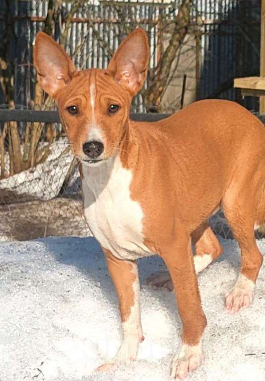 Собаки в Красноармейске: Щенки басенджи Мальчик, 35 000 руб. - фото 5