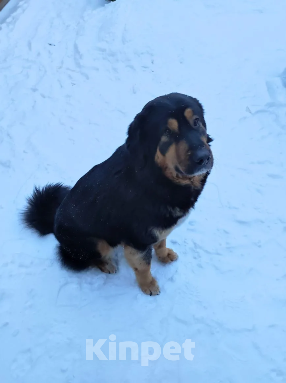 Собаки в Курске: Продам Щенков Монгольского бьанхара Разнополые, 40 000 руб. - фото 9