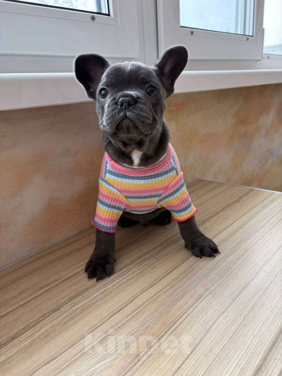 Собаки в Новочебоксарске: Французский бульдог, щенок Фрэнк Мальчик, 100 000 руб. - фото 2