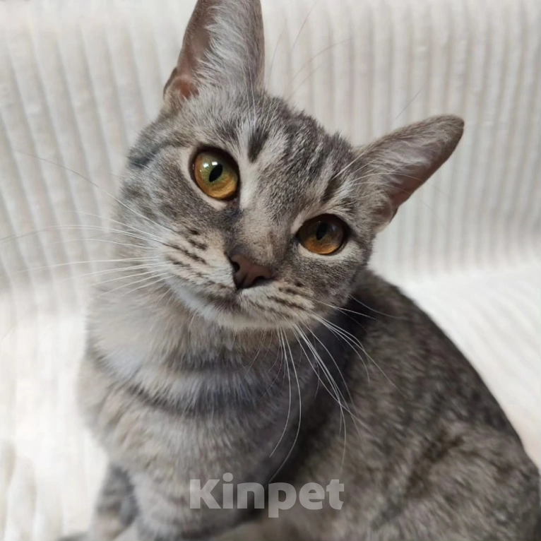 Кошки в Москве: Спасите ласковую Соню из бабкиной квартиры! Девочка, Бесплатно - фото 2