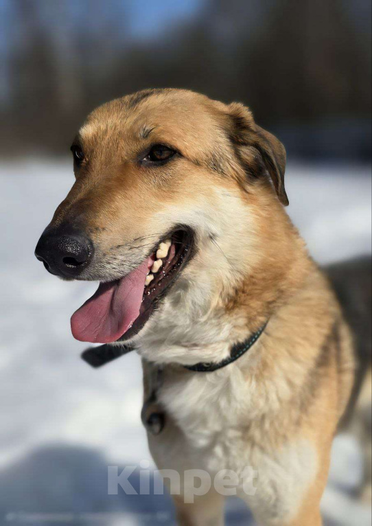 Собаки в Королеве: Лекси! Девочка, Бесплатно - фото 5