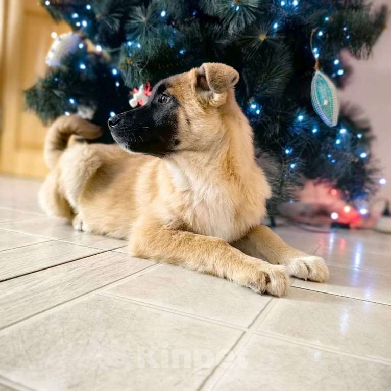 Собаки в Санкт-Петербурге: Щенки в добрые руки! Мальчик, Бесплатно - фото 6