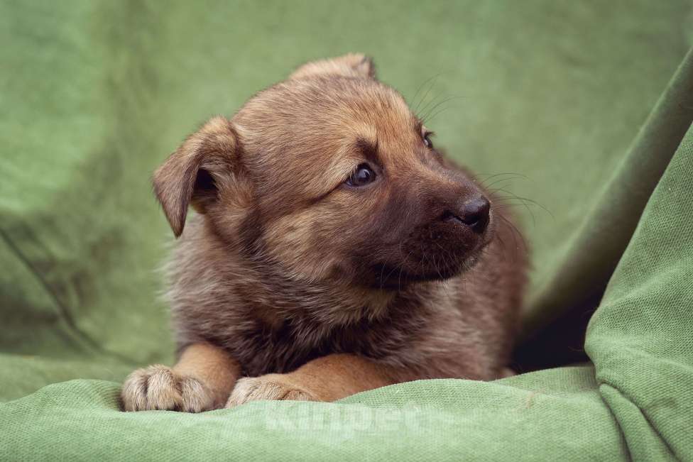 Собаки в Москве: щенок Коржик в добрые руки Мальчик, Бесплатно - фото 6
