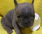 Собаки в Нижнем Новгороде: 6 щенков французского бульдога  Девочка, 30 000 руб. - фото 1