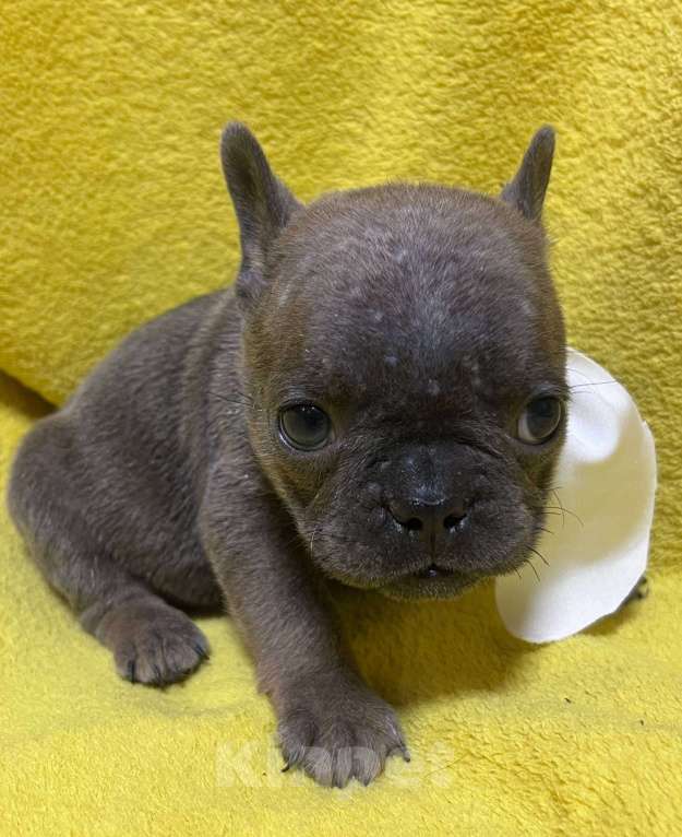 Собаки в Нижнем Новгороде: 6 щенков французского бульдога  Девочка, 30 000 руб. - фото 1