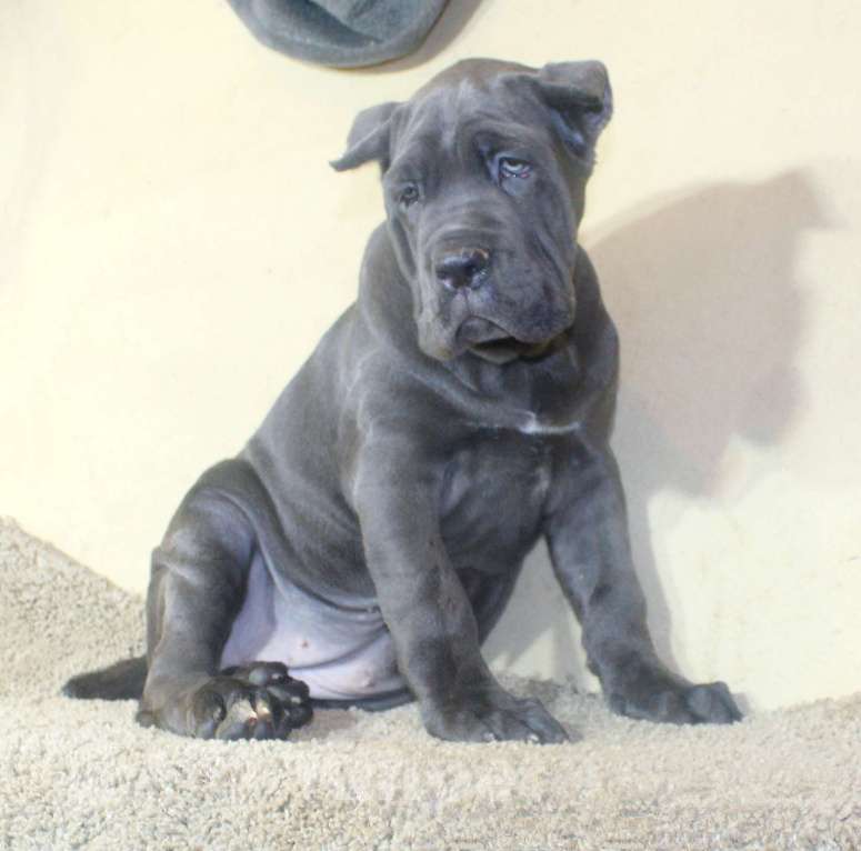 Собаки в Омске: Кане корсо щенки Мальчик, 70 000 руб. - фото 4