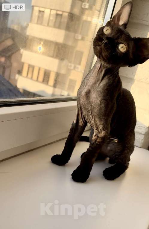 Кошки в Анапе: Черный Девон Рекс Мальчик, 40 000 руб. - фото 2