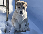 Собаки в Москве: Среднеазиатская овчарка, алабай, щенок Девочка, Бесплатно - фото 1