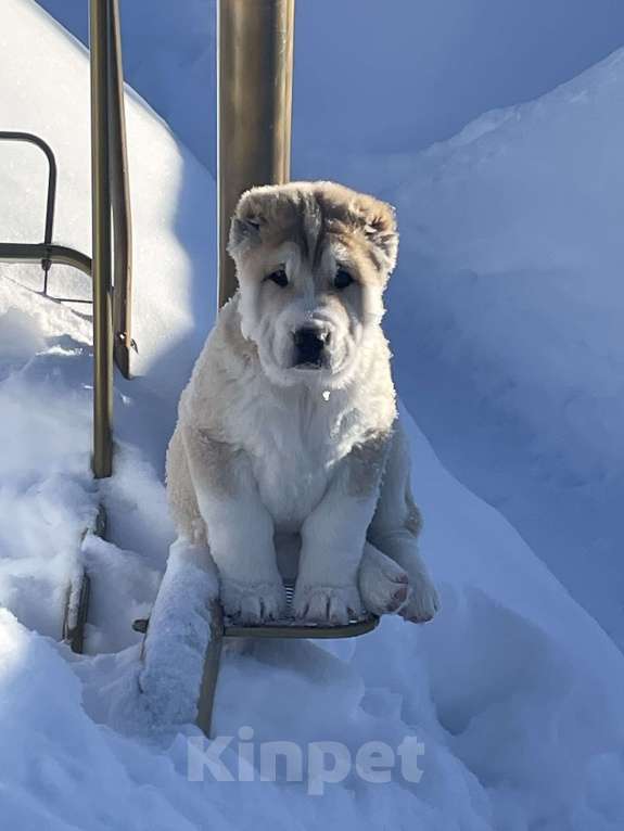 Собаки в Москве: Среднеазиатская овчарка, алабай, щенок Девочка, Бесплатно - фото 1