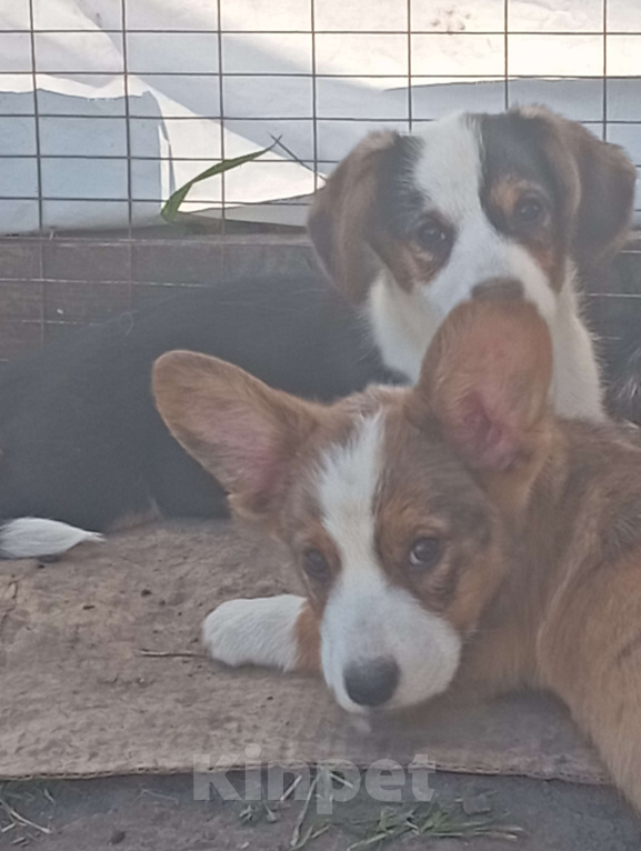 Собаки в Белгороде: Вельш-корги кардиган щенки Мальчик, 45 000 руб. - фото 3