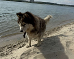 Собаки в Новосибирске: Собака Хаски  Мальчик, 1 000 руб. - фото 2