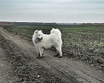 Собаки в Челябинске: Потерялся Самоед Мальчик, 5 000 руб. - фото 3
