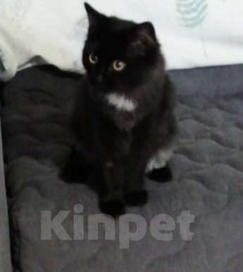 Кошки в Домодедово: Красавица Девочка, Бесплатно - фото 1